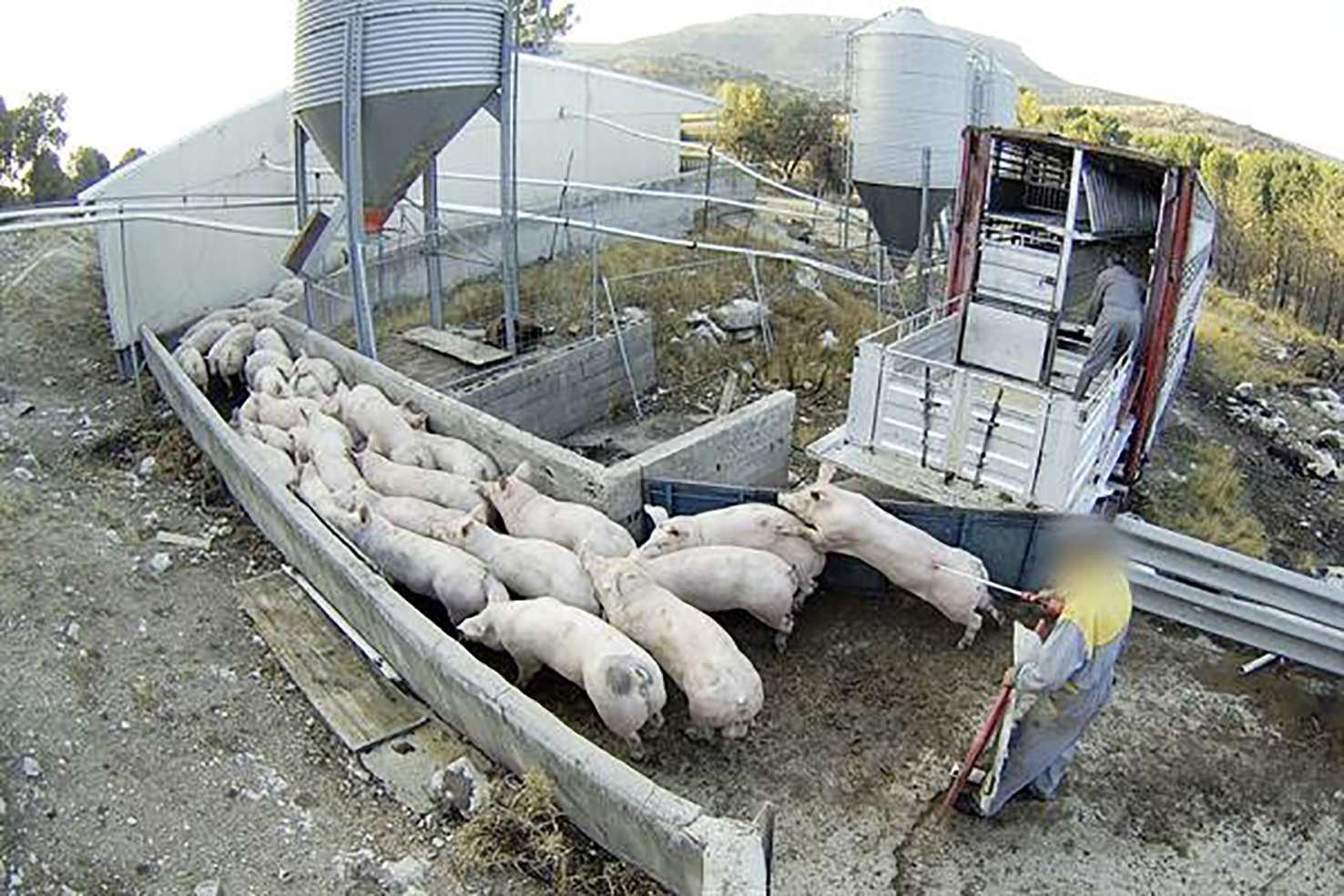 Observatorio de Bienestar Animal denuncia a una granja por maltrato animal OBA