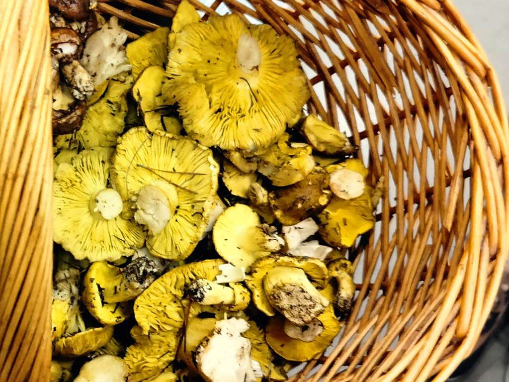 Seta de los caballeros. / ICAL