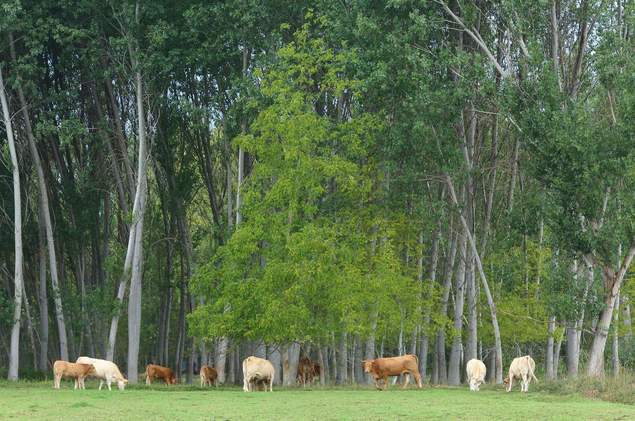 Un rebaño de vacas pasta en un prado del municipio de Ponferrada