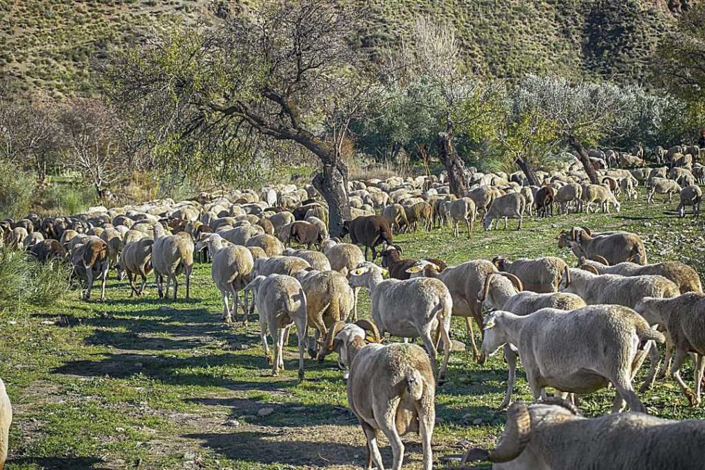 Observar el comportamiento de animales como las ovejas es importante en el método de cabañuelas. Observar el comportamiento de animales como las ovejas es importante en el método de cabañuelas.