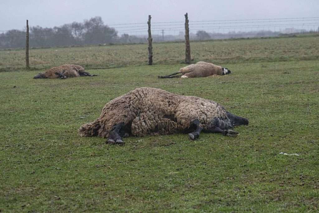 El pasado mes de enero se produjo un fuerte ataque de lobos a ganado ovino en Espirdo.
