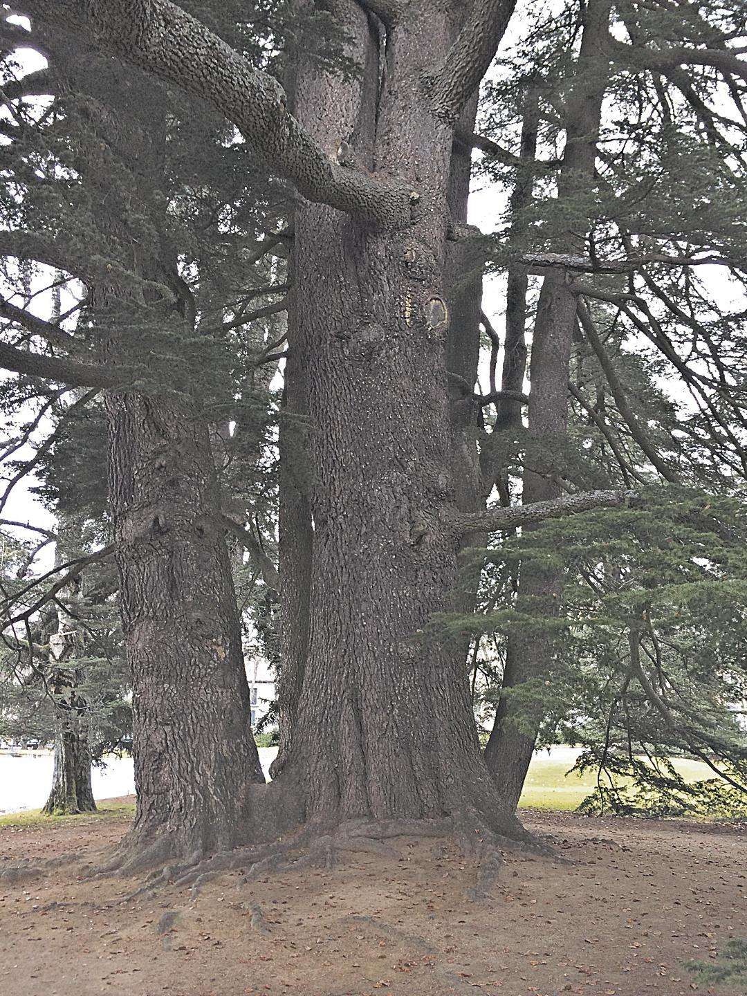Cedro del Himalaya en la plaza del Medio Punto. San Ildefonso.