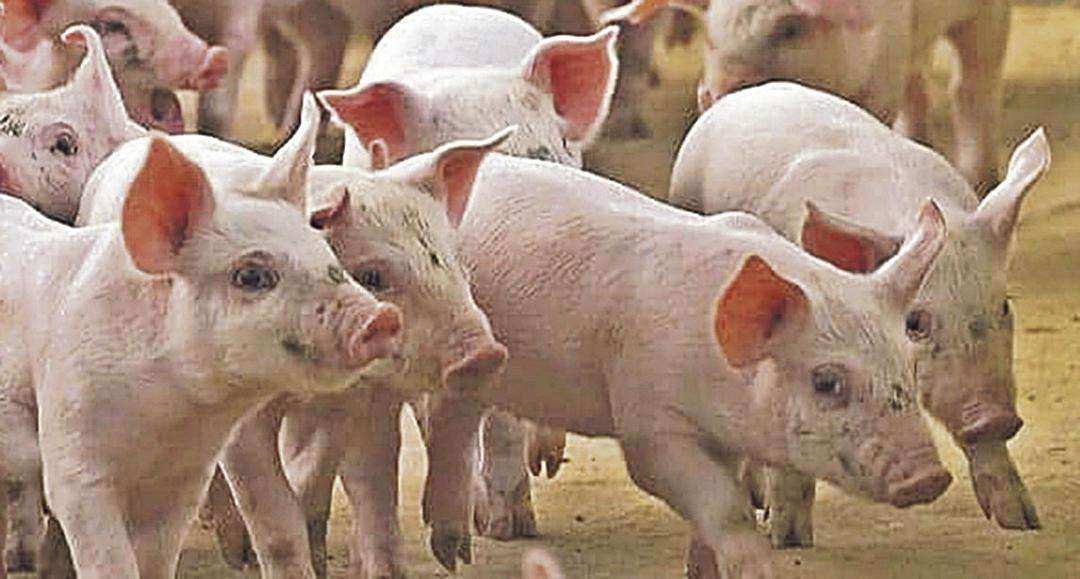 Interesante jornada sobre el sector porcino totalmente gratuita.