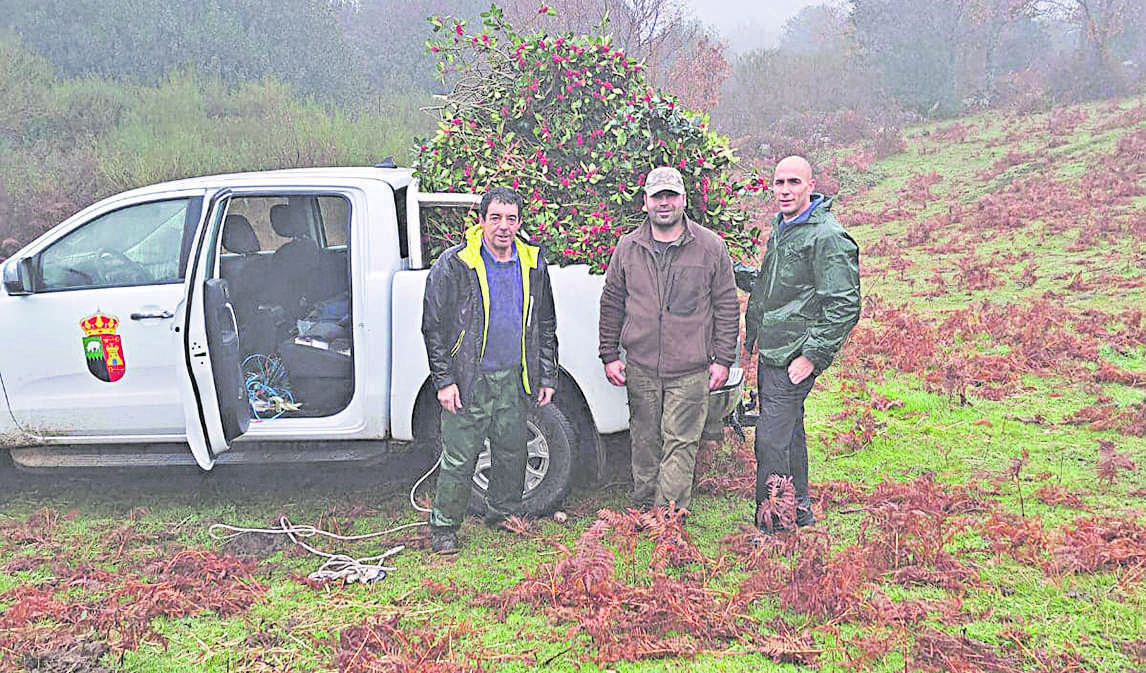 El alcalde y el concejal de Prádena participan en la corta de Acebo.