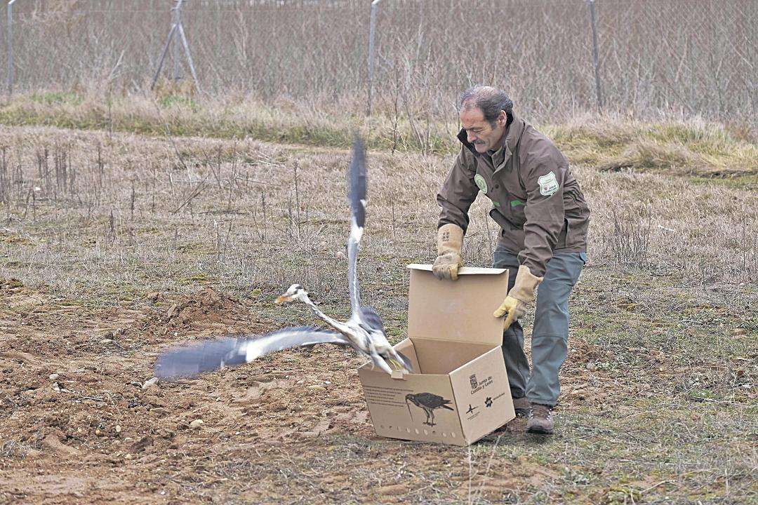 Un agente medioambiental devuelve una garza real a su hábitat. / Fundación Patrimonio Natural