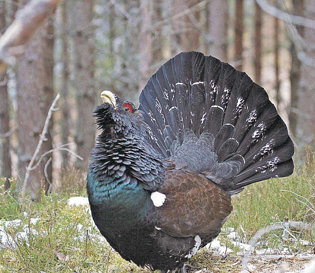 La finca de Valsemana es desde 2022 sede del Centro de Cría del Urogallo. / MITECO La finca de Valsemana es desde 2022 sede del Centro de Cría del Urogallo. / MITECO