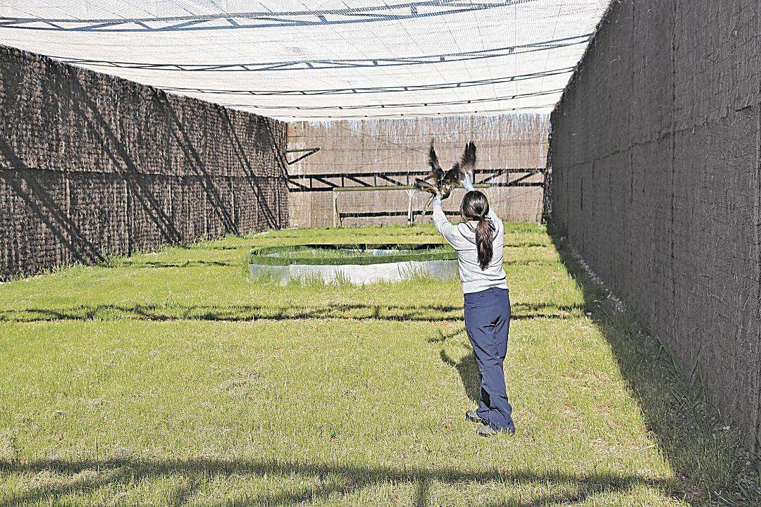 Se habilitarán nuevos voladeros para que las aves ganen protagonismo. / Junta de Castilla y León