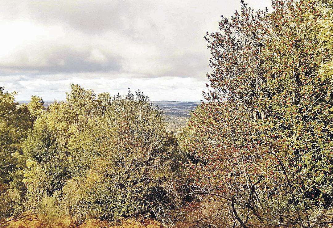 En estas fechas, el Acebal de Prádena se encuentra en su máximo esplendor.