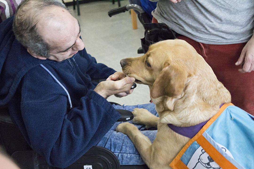 Un perro de terapia debe ser alegre, cariñoso, juguetón y que le encante la gente.
