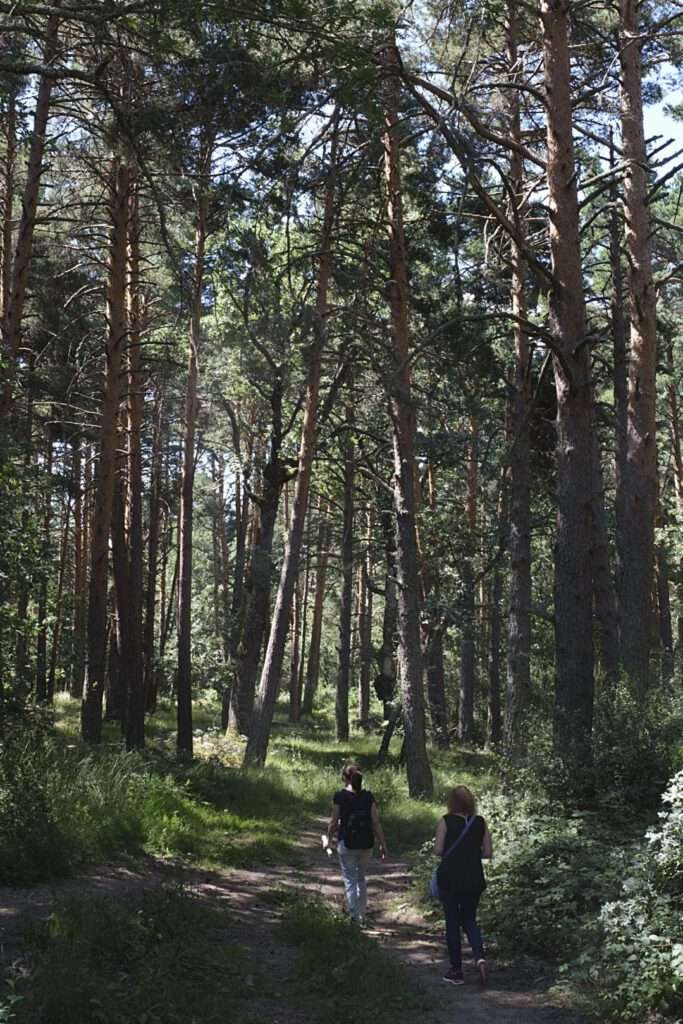 Los pinares de Valsaín fueron de gran utilidad para la institución. Los pinares de Valsaín fueron de gran utilidad para la institución.