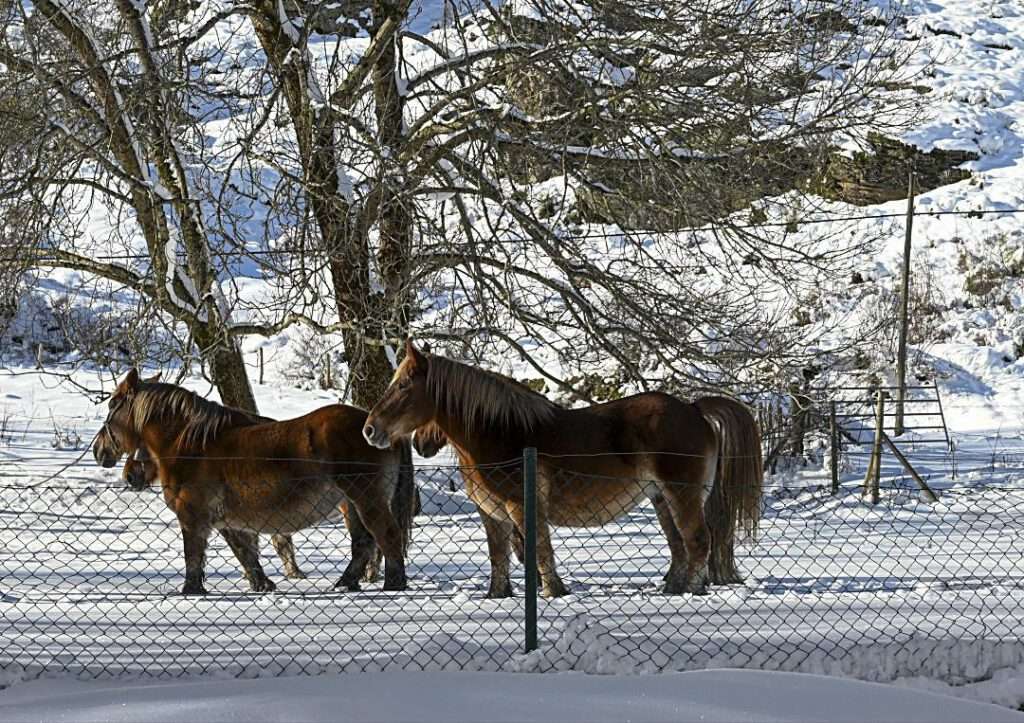 Las heladas y el frío ponen en aviso este lunes a León, Segovia y Sanabria (Zamora) Las heladas y el frío ponen en aviso este lunes a León, Segovia y Sanabria (Zamora)