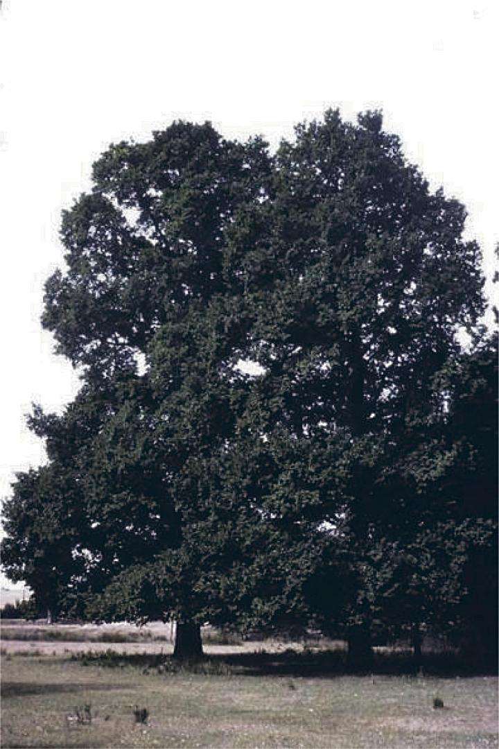 Olmos en el soto Hontanares. Fotografía 1976. / JMS