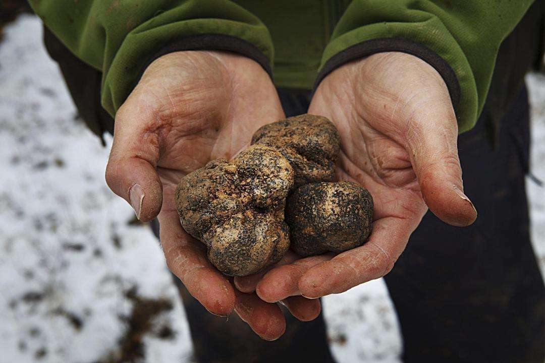 Ejemplar de trufa recogido en Castilla y León.
