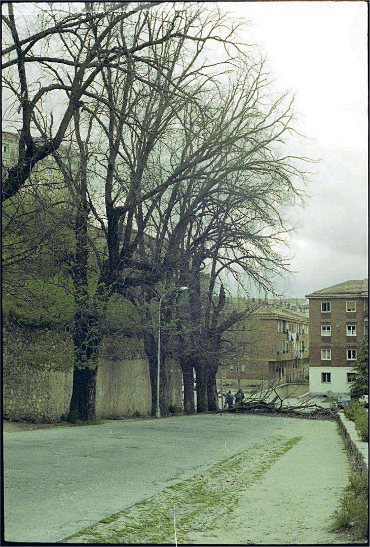 Olmos del Paseo de los Tilos. / J.J. Bueno Olmos del Paseo de los Tilos. / J.J. Bueno