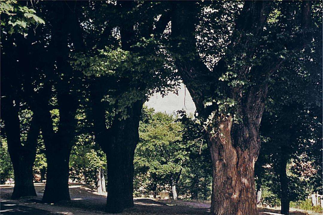 Olmos frente a Santa Cruz. Fotografía de 1980. / JMS Olmos frente a Santa Cruz. Fotografía de 1980. / JMS