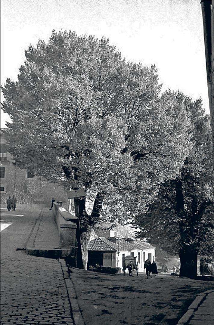 Olma del Paseo de Santa Lucía antes de la tala. / Foto Río Olma del Paseo de Santa Lucía antes de la tala. / Foto Río