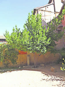 Rincón del jardín, con el laurel y las dos parras. / JMS