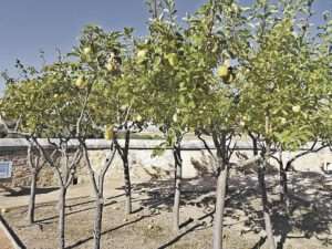 Membrillos maduros en el jardín de la fruta. / JMS Membrillos maduros en el jardín de la fruta. / JMS