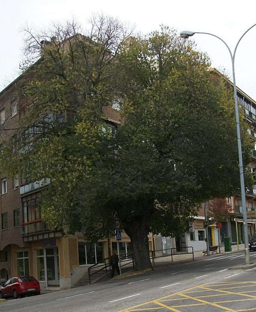 Último ejemplar de Ulmus campestris (en Segovia, Álamo negro), en el cruce del paseo Ezequiel González con Teniente Ochoa. / JMS Último ejemplar de Ulmus campestris (en Segovia, Álamo negro), en el cruce del paseo Ezequiel González con Teniente Ochoa. / JMS