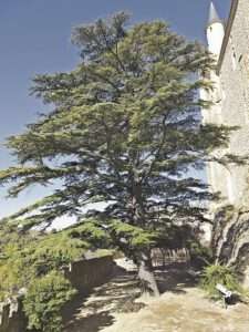 Imagen del cedro, desde el interior del jardín. Imagen del cedro, desde el interior del jardín.