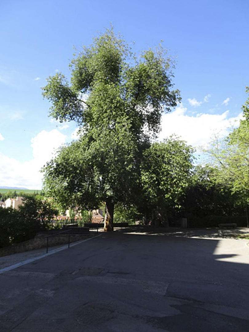 Último ejemplar de Ulmus carpinifolia (en Segovia negrillo) en El Salón. / JMS Último ejemplar de Ulmus carpinifolia (en Segovia negrillo) en El Salón. / JMS