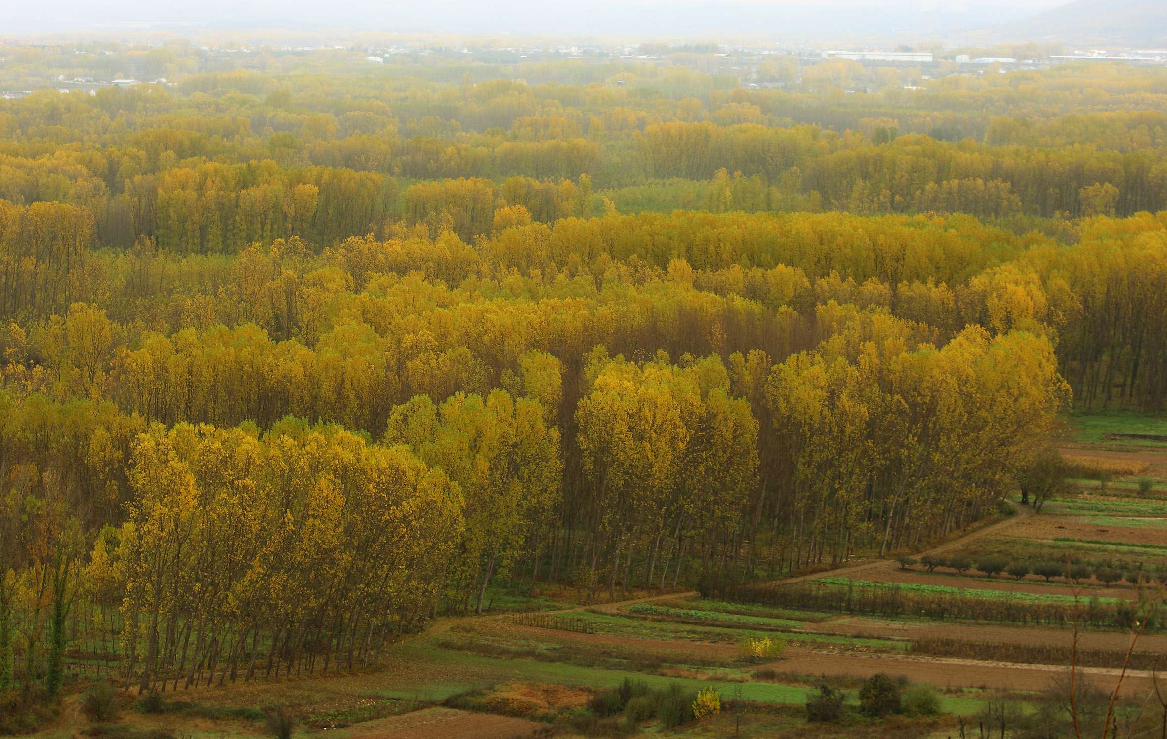 Bosque de chopos en el Bierzo César Sánchez