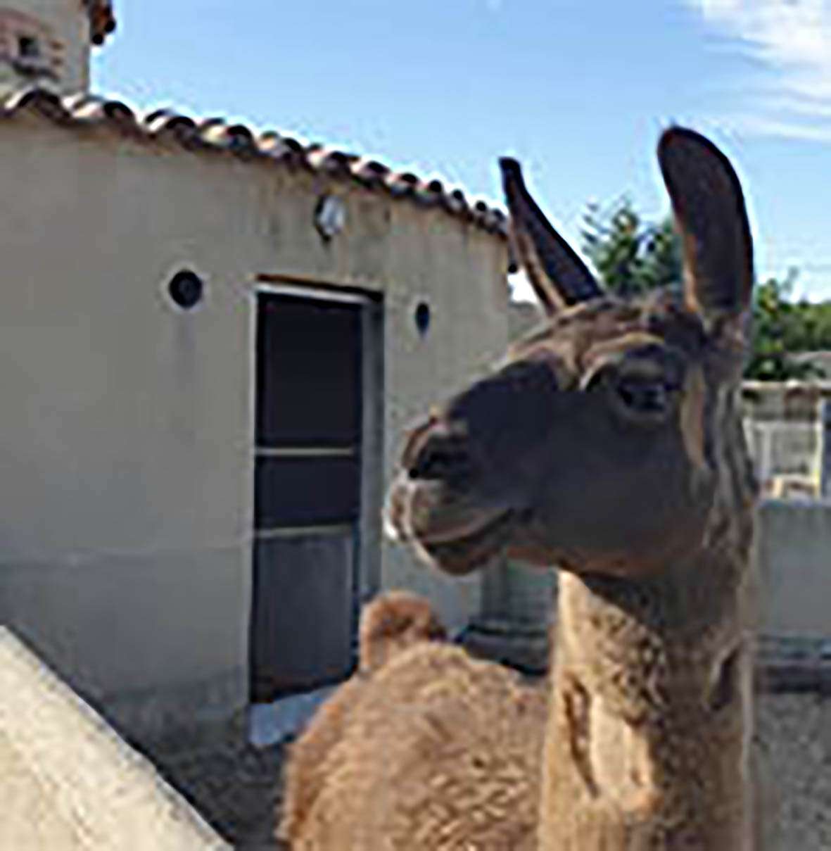 mamifero formato pequeno