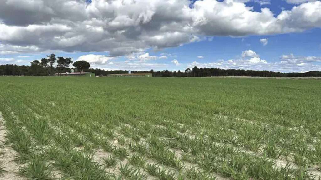 El proyecto para mejorar el regadío de El Carracillo tendrá la inversión más alta con 5,23 millones.