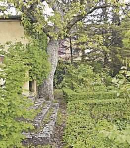 Celinda (Philadelphus coronarius) en flor. / J. J. Bueno Maroto