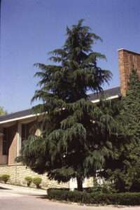 Fachada del instituto Andrés Laguna y cedro del Himalaya abatido por el viento. / JMS