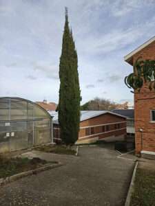 Cipres armonizando con muros y vidrio. / JMS