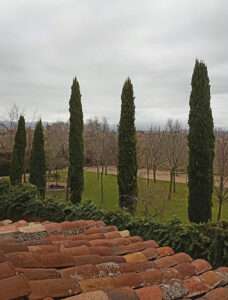 Hiedra sobre el muro, cipreses y planifolios por el césped. JMS. Hiedra sobre el muro, cipreses y planifolios por el césped. JMS.