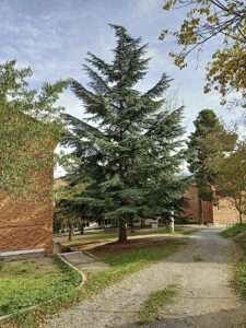 Cedro del Atlas armonizando con muros y vidrio. / JMS