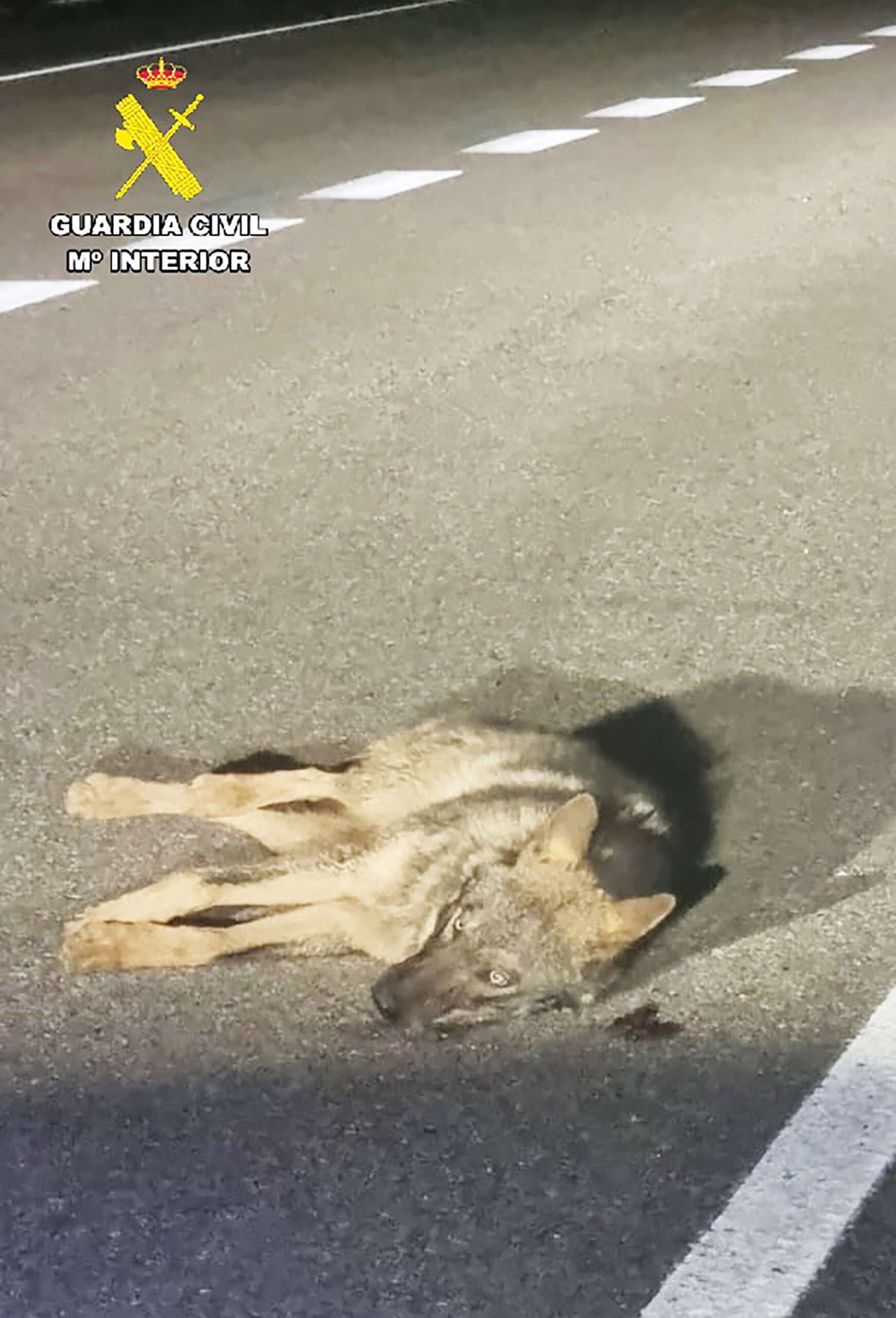 La Guardia Civil de Palencia localiza y auxilia a un ejemplar de lobo atropellado en la CL 615 (Palencia)