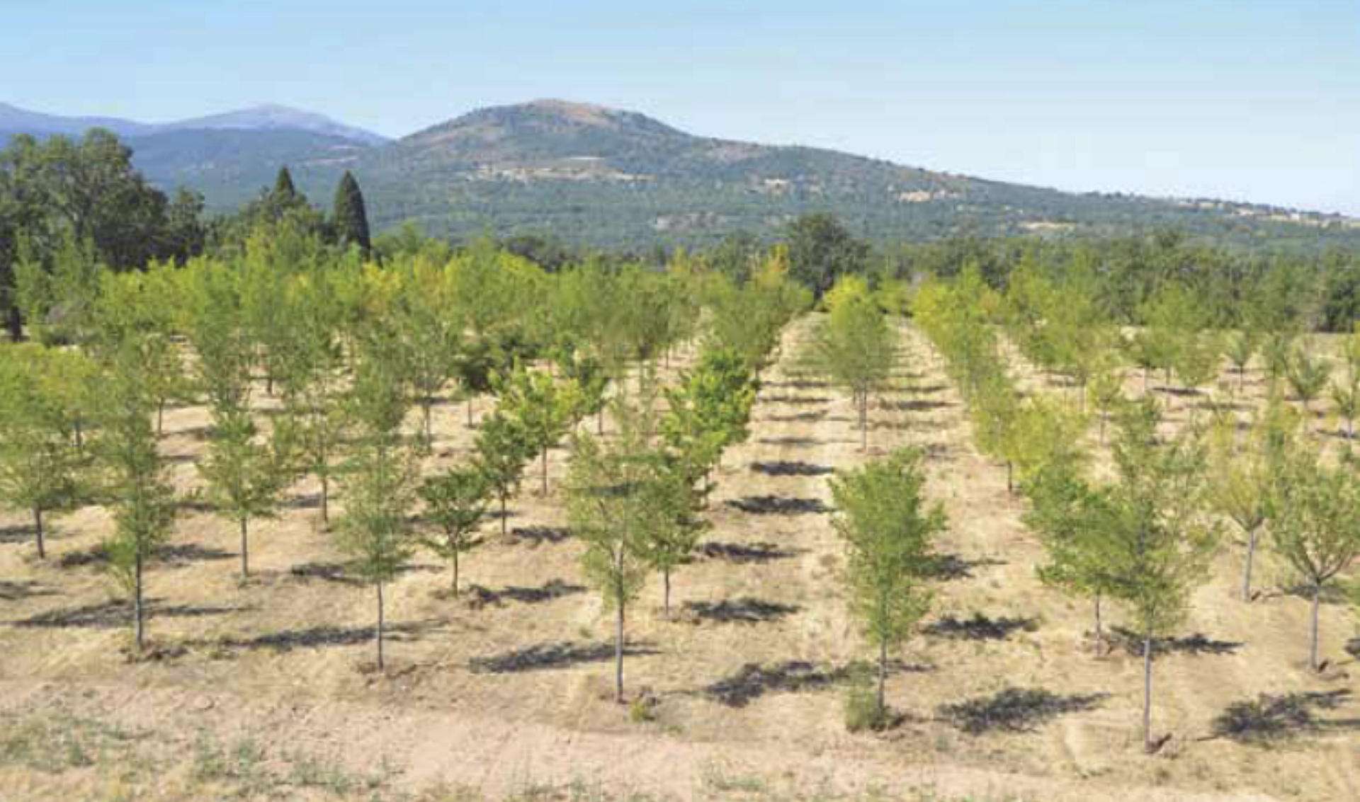 Olmos híbridos resistentes
