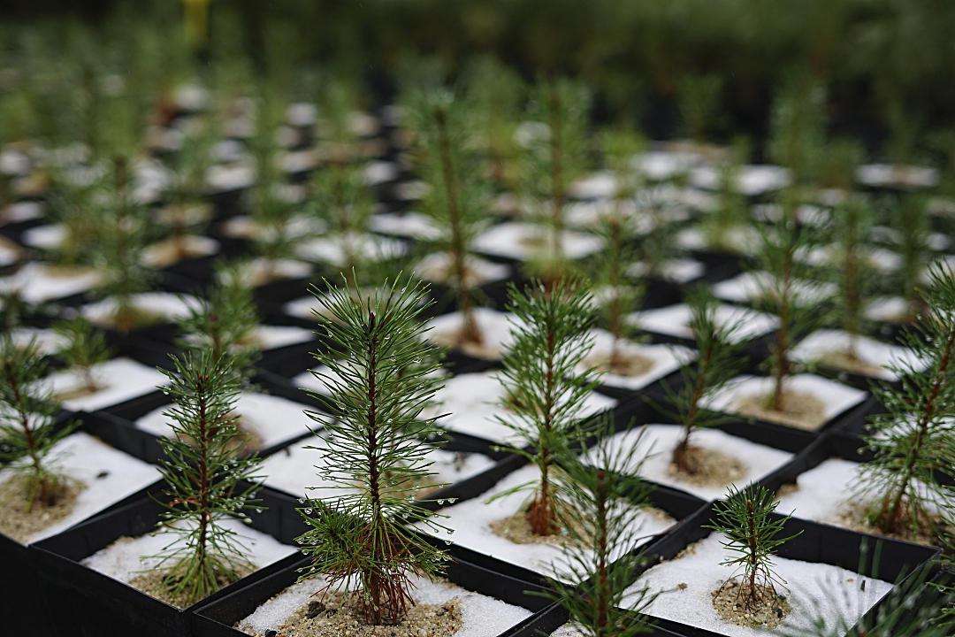 Brotes de Olmos en el CNRGF