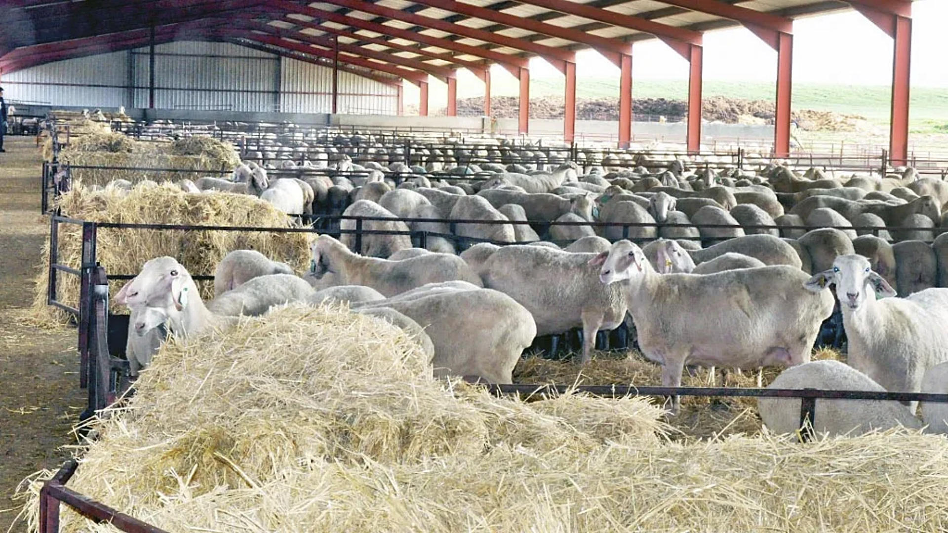 Las trabajadoras eran explotadas en una granja ovina