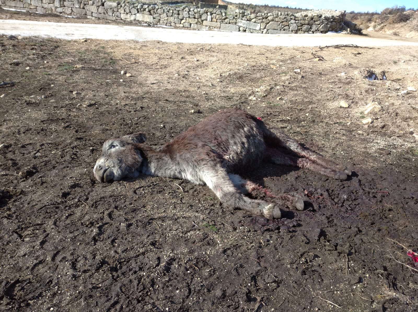 Cabeza de ganado equino muerta en un ataque de lobo.