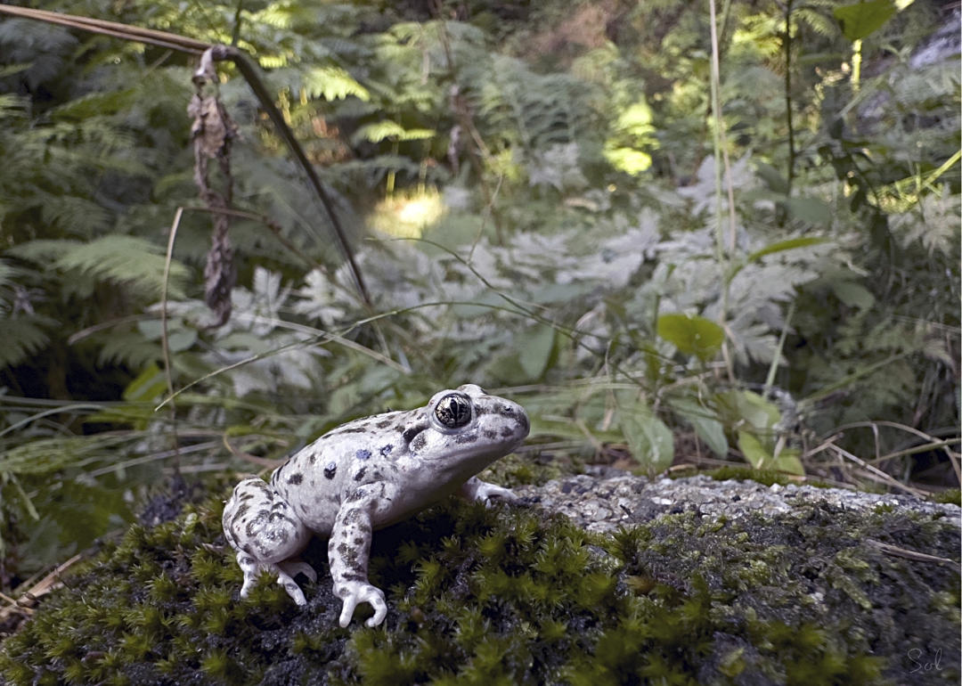Una rana en los bosques de Valsaín