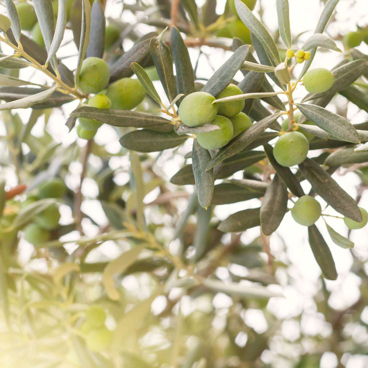 Kotkoa - Freepik.com