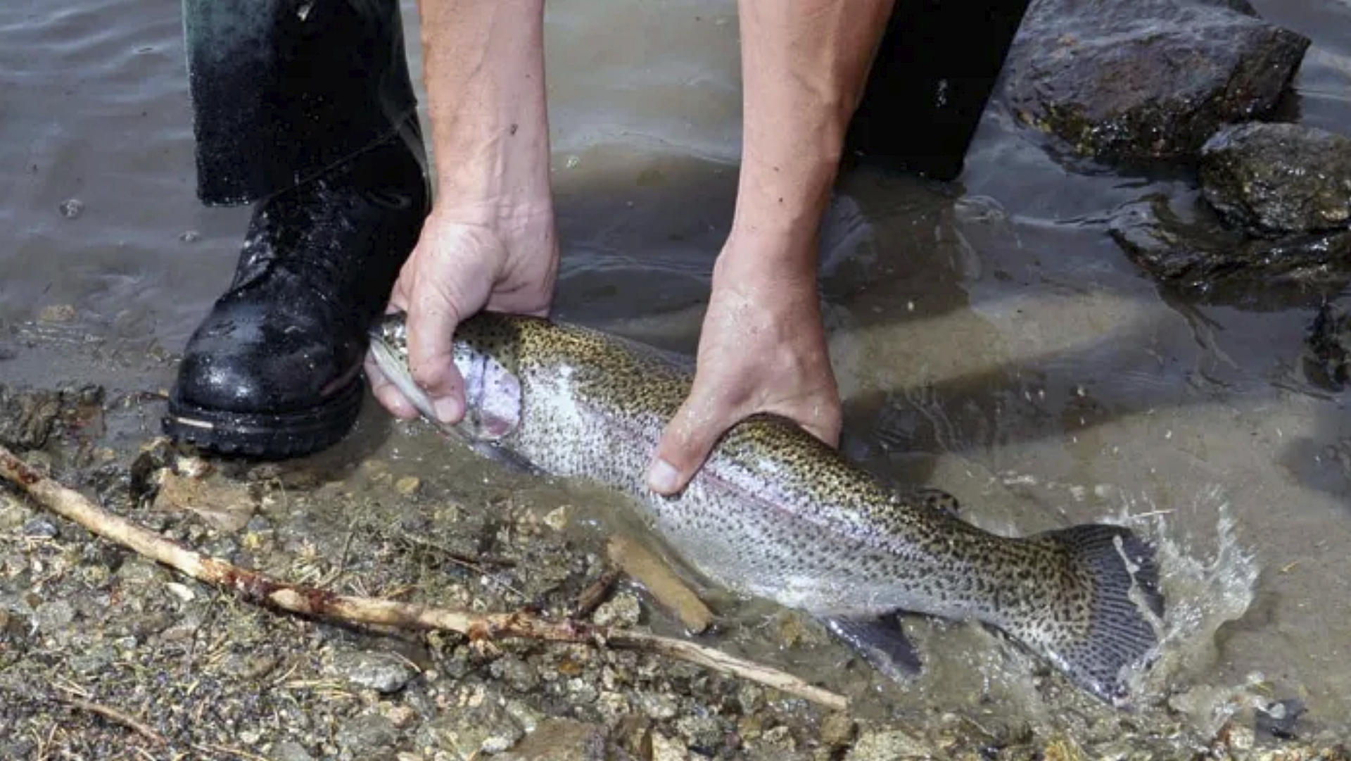 La trucha se podrá pescar en la modalidad de pesca sin muerte
