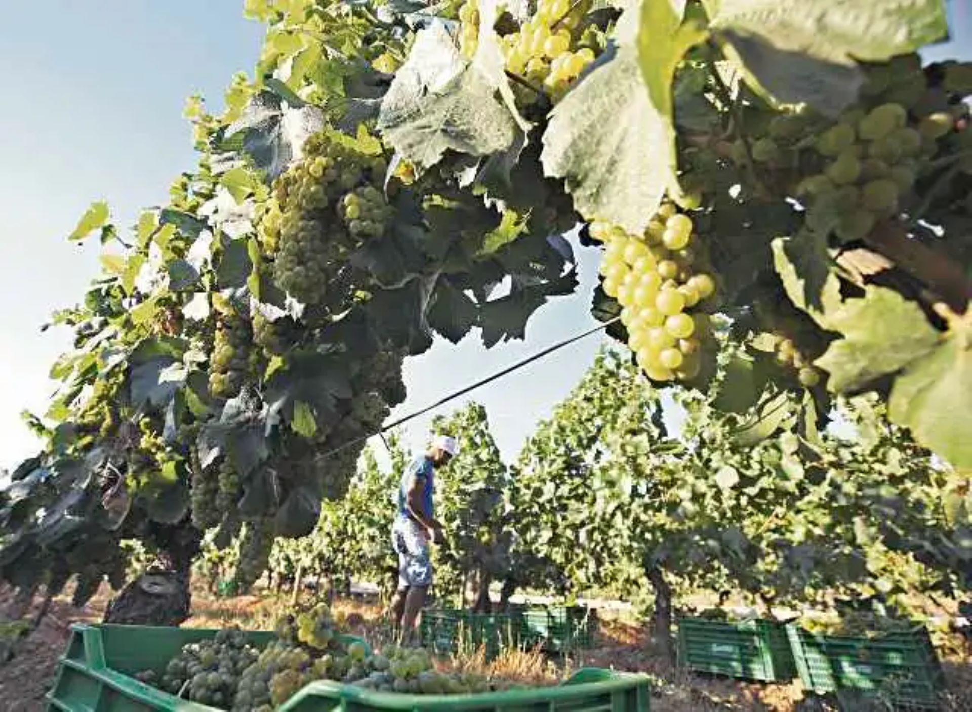 Viñedo de la Ribera del Duero, la más afectada por las heladas.