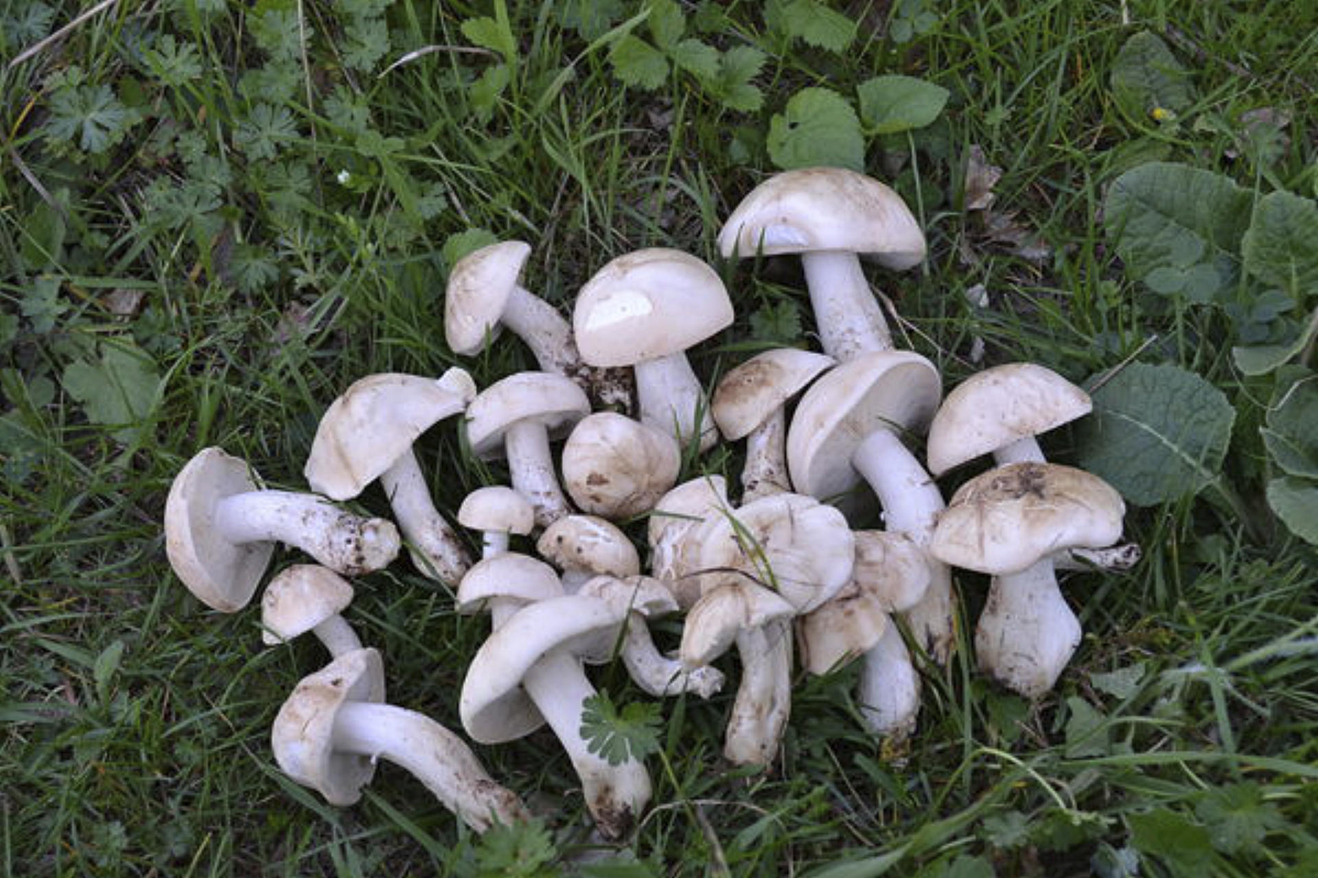 Ejemplares de perrechico (Cotos de Setas)