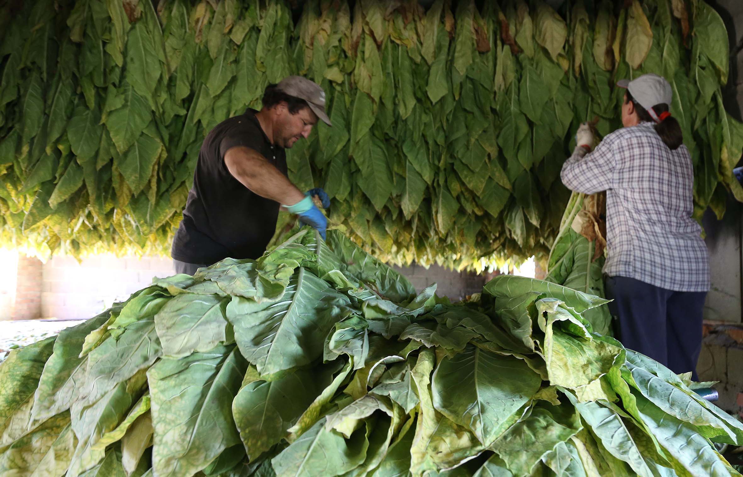 Plantas de tabaco en el secadero Eduardo Margareto