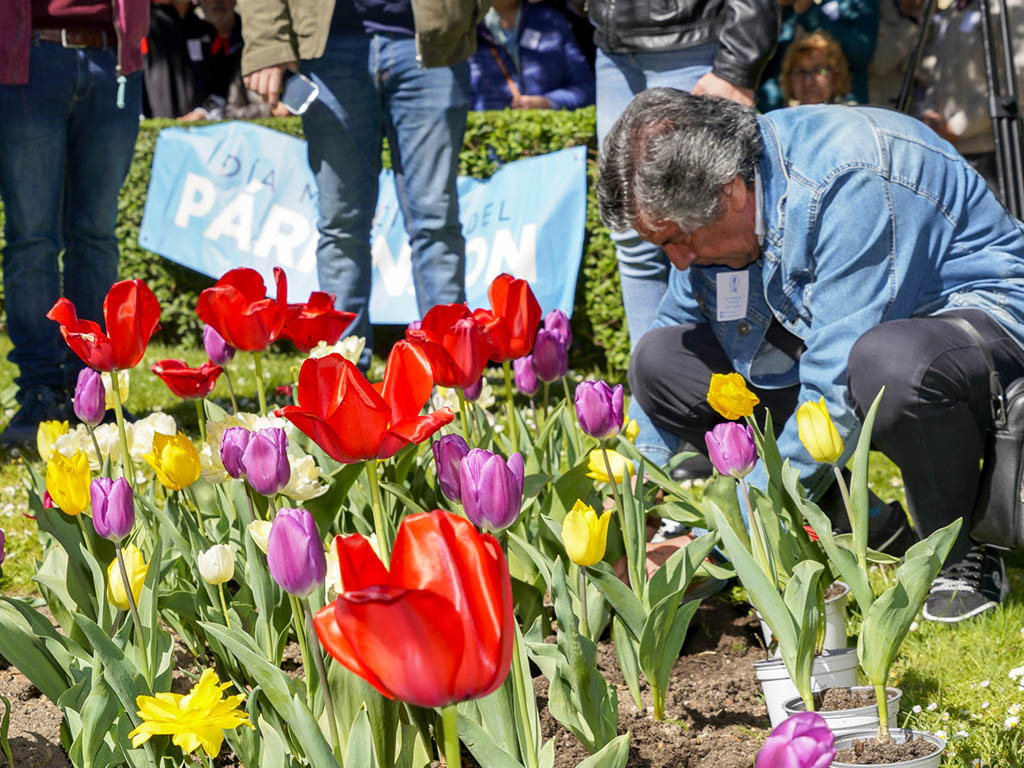 Tulipanes Parkinson
