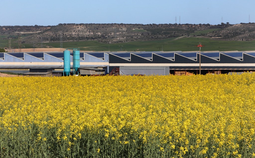 El campo festeja hoy San Isidro con una campaña de cereal “bien planteada”, pese a los elevados costes 2 Parcelas cultivadas de colza en Fuentes de Valdepero (Palencia)