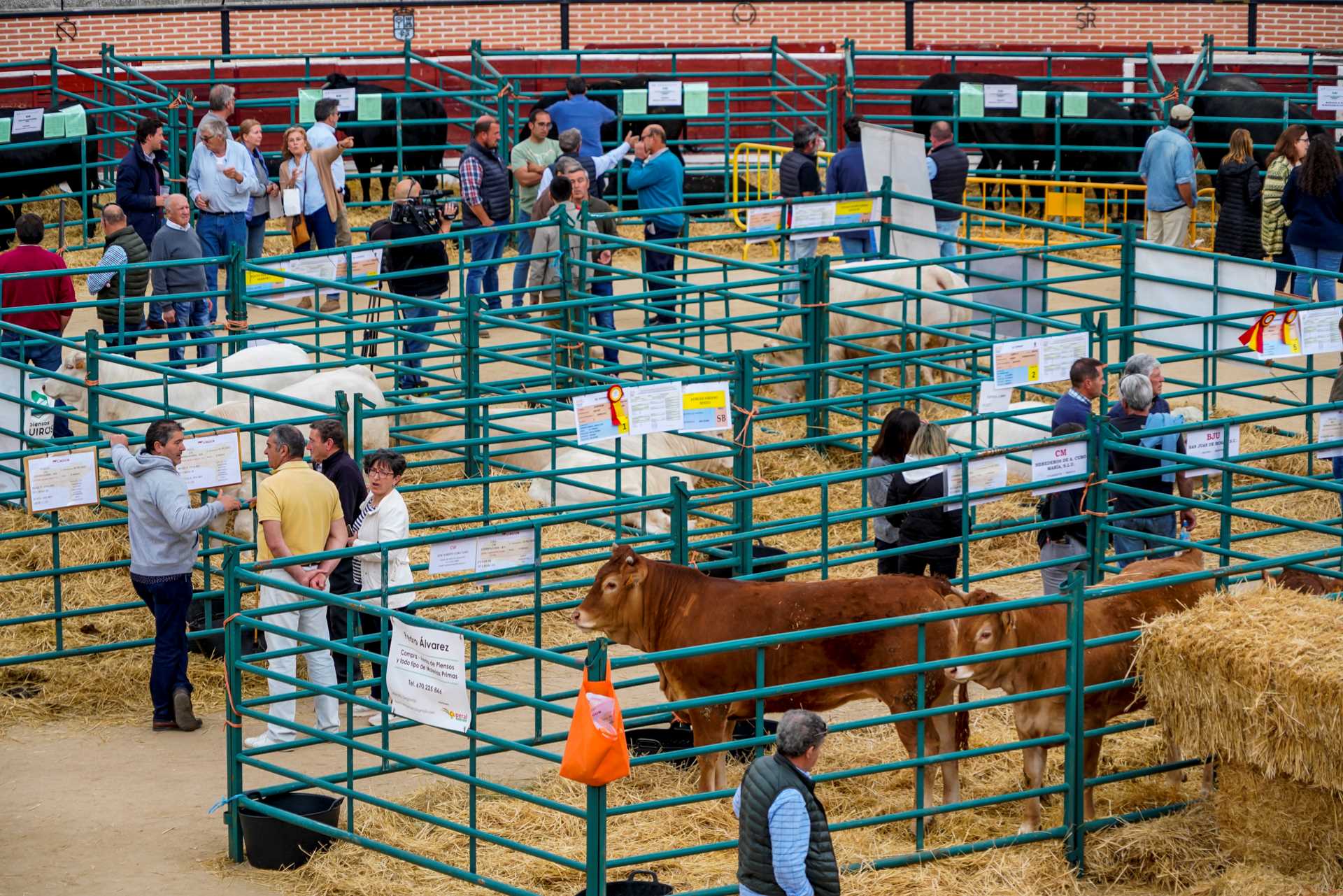 Feria de Ganado Vacuno en El Espinar (Fotografía Miguel Angel Fernández)