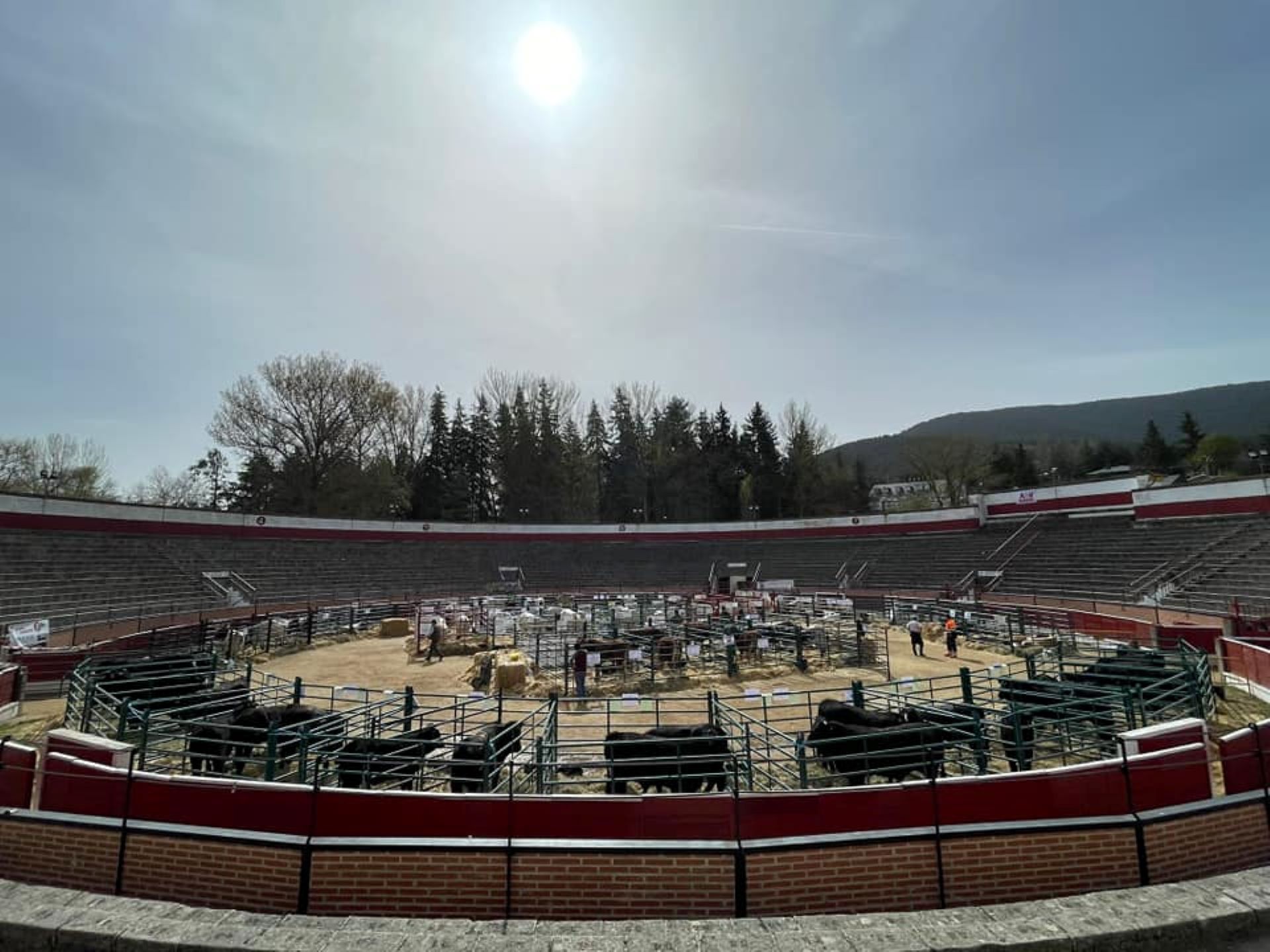 Feria de Ganado Vacuno de El Espinar.