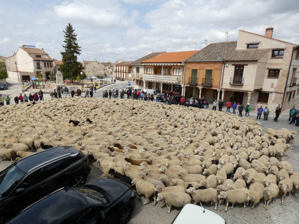 Cientos de ovejas y cabras ocupan la plaza de la Fuente. Cientos de ovejas y cabras ocupan la plaza de la Fuente.