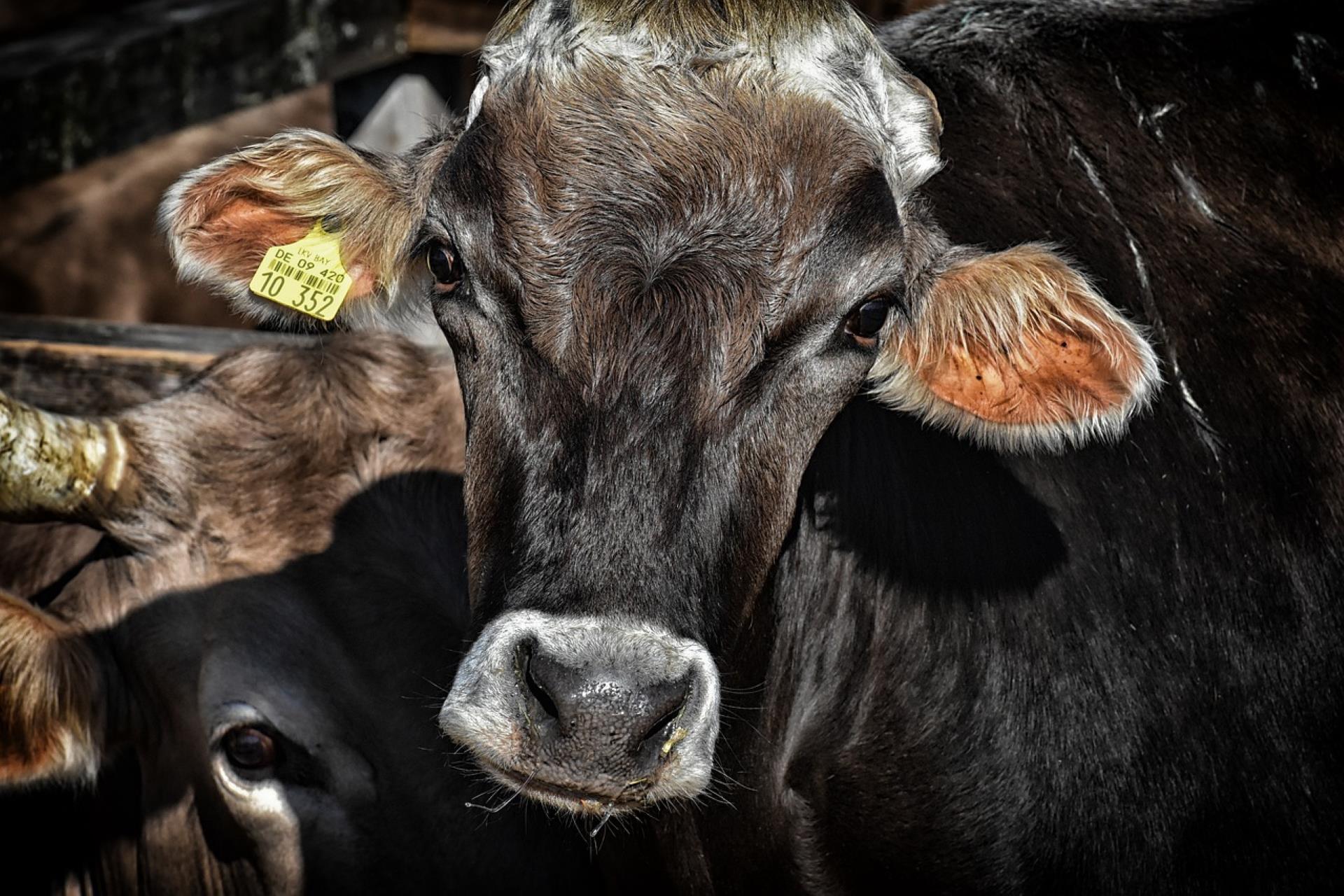 La fauna salvaje es responsable del 50% de los casos de tuberculosis bovina en nuevos rebaños.